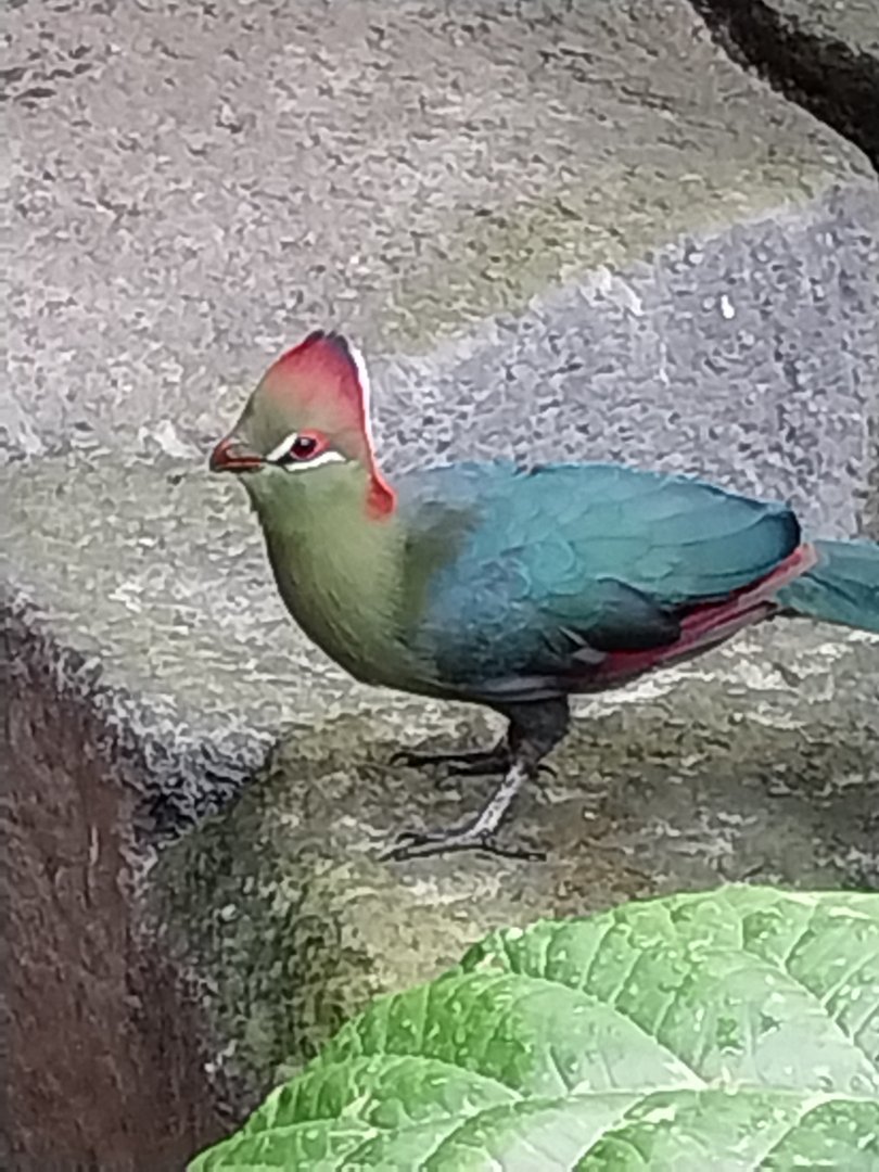 Birdhouse - Main hall - Fisher's turaco (Tauraco fischeri)