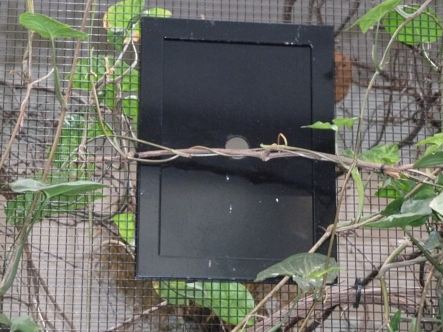 Birdhouse - Main hall - Kilimanjaro white-eye refuge aviary