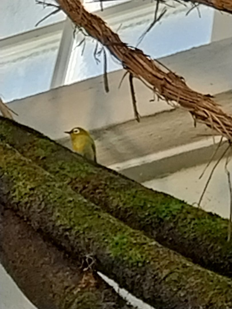 Birdhouse - Main hall - Kilimanjaro white-eye (Zosterops eurycricotus)