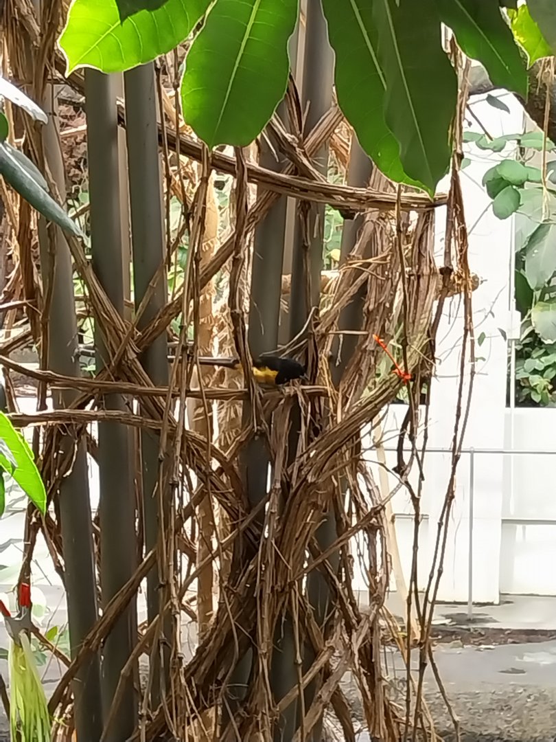 Birdhouse - Main hall - Montserrat oriole (Icterus oberi)