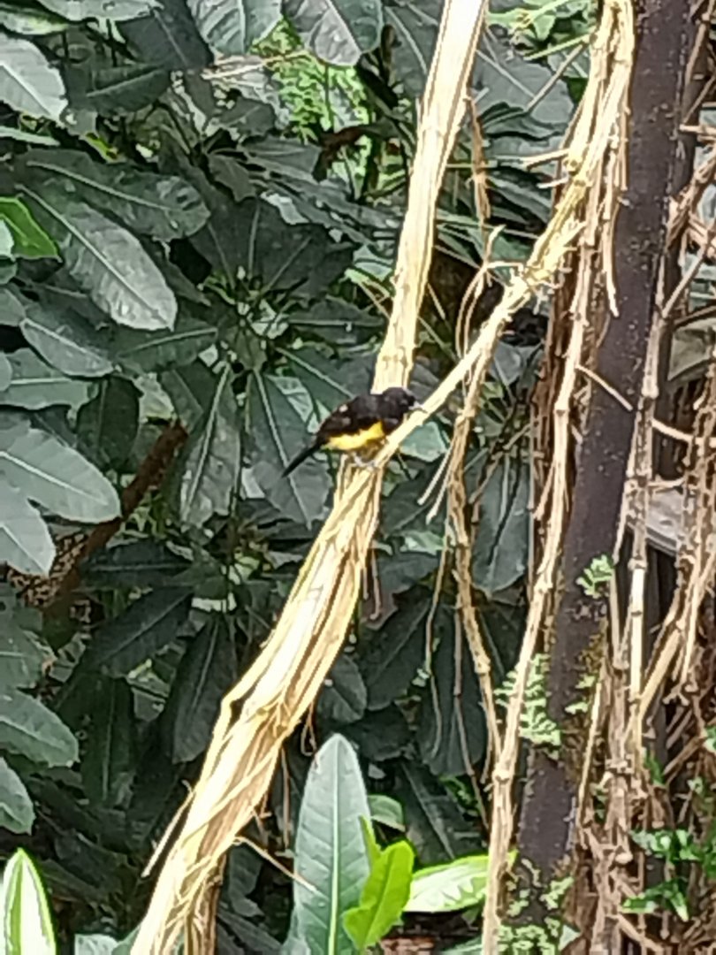 Birdhouse - Main hall - Montserrat oriole (Icterus oberi)