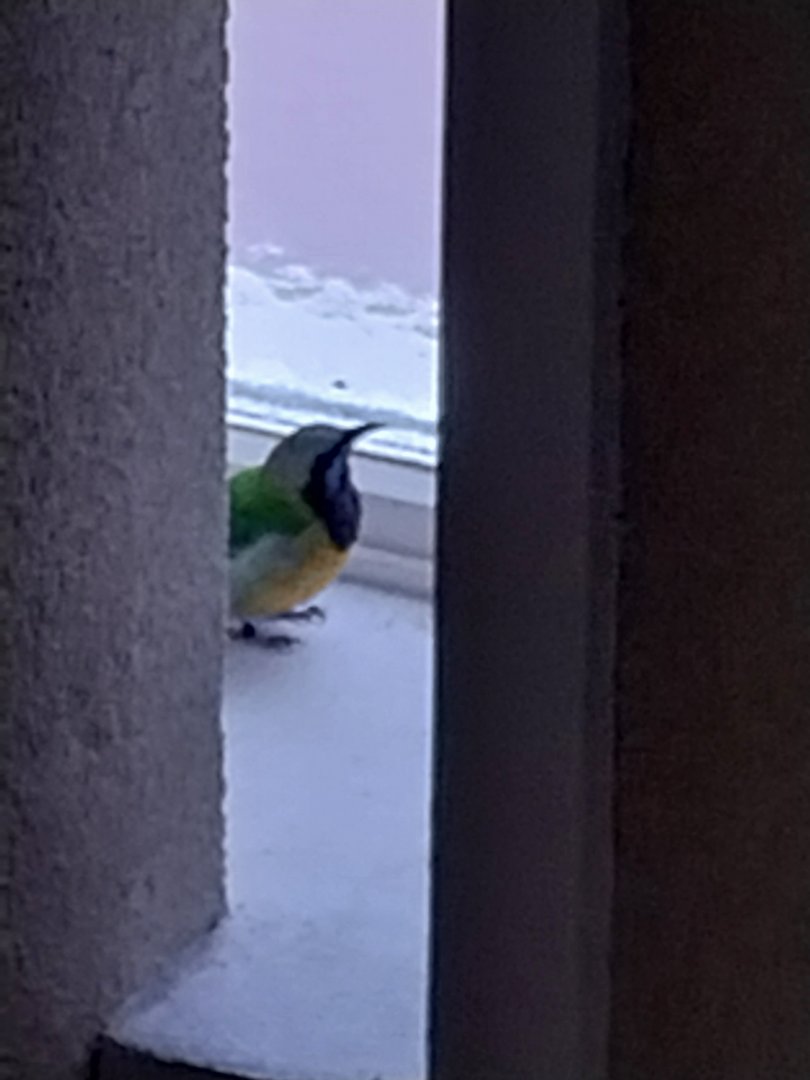 Birdhouse - Main hall - Orange-bellied leafbird (Chloropsis hardwickii)