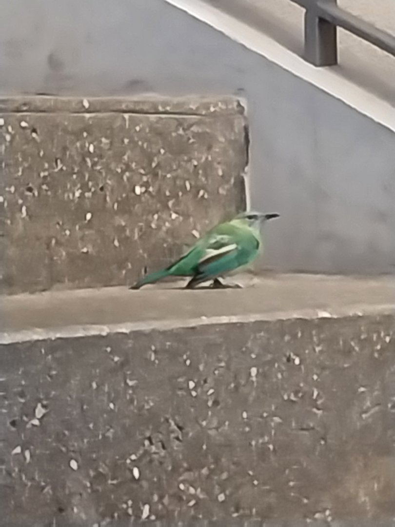 Birdhouse - Main hall - Orange-bellied leafbird (Chloropsis hardwickii)