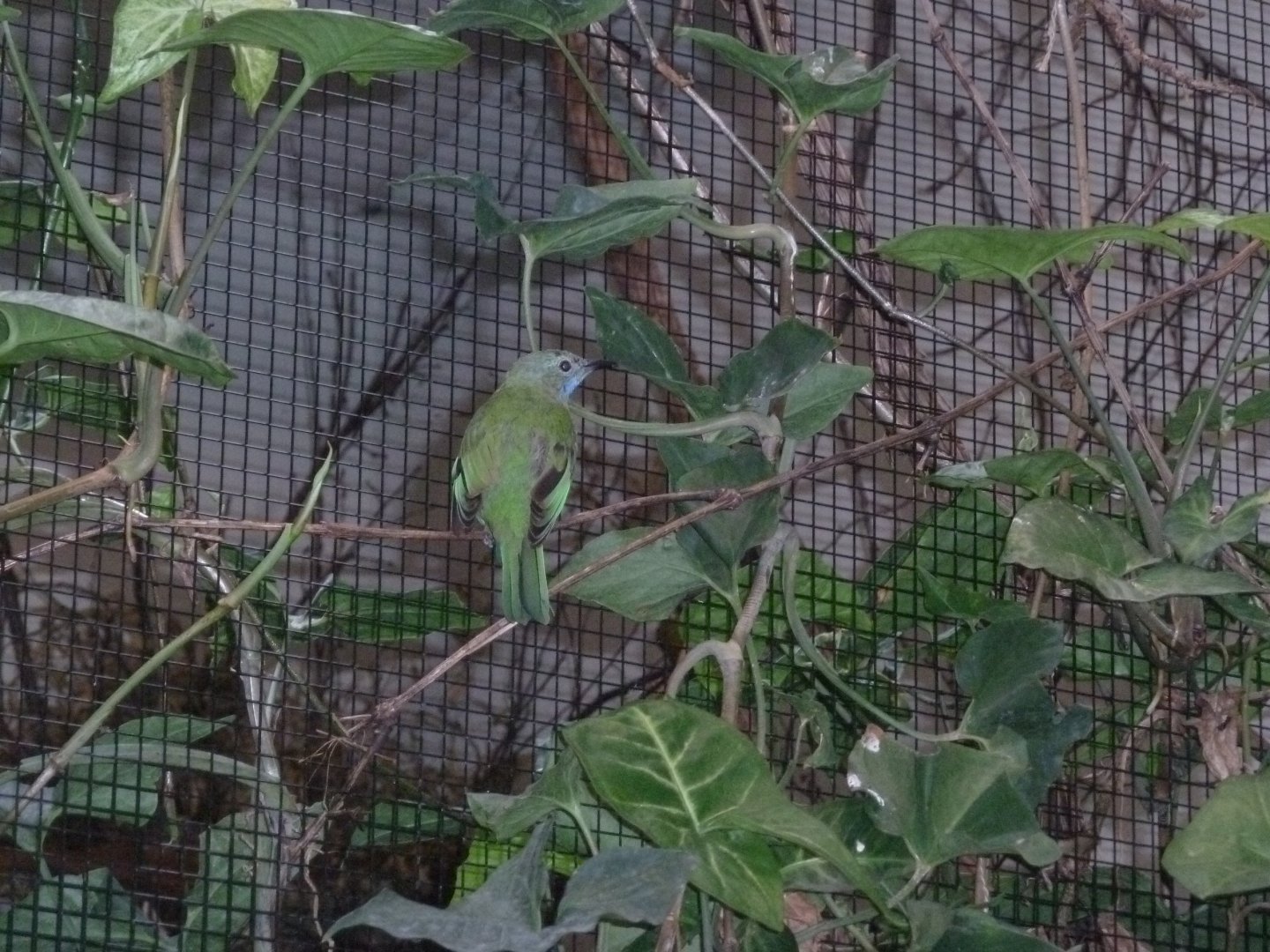 Birdhouse - Main hall - Orange-bellied leafbird (Chloropsis hardwickii)