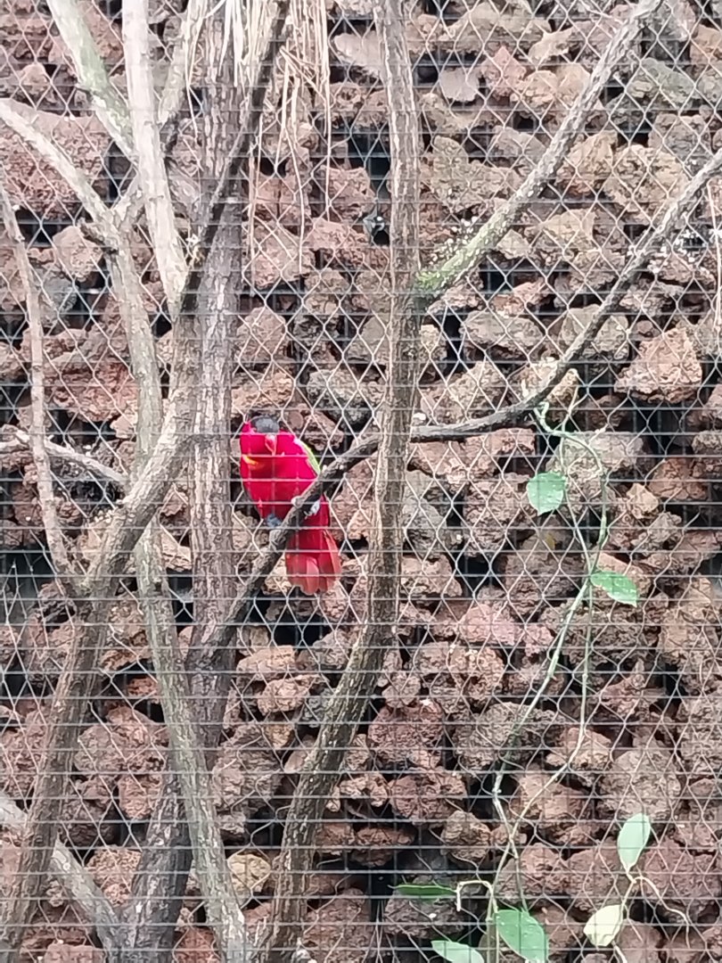 Birdhouse - Main hall - Purple-naped lory (Lorius domicella)