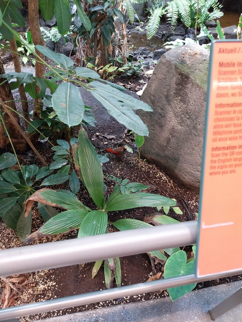 Birdhouse - Main hall - Red-tailed laughingthrush (Trochalopteron milnei)