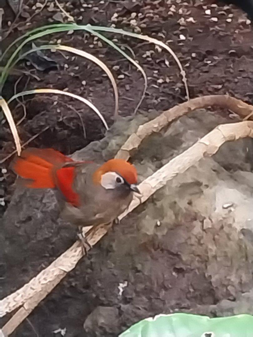 Birdhouse - Main hall - Red-tailed laughingthrush (Trochalopteron milnei)