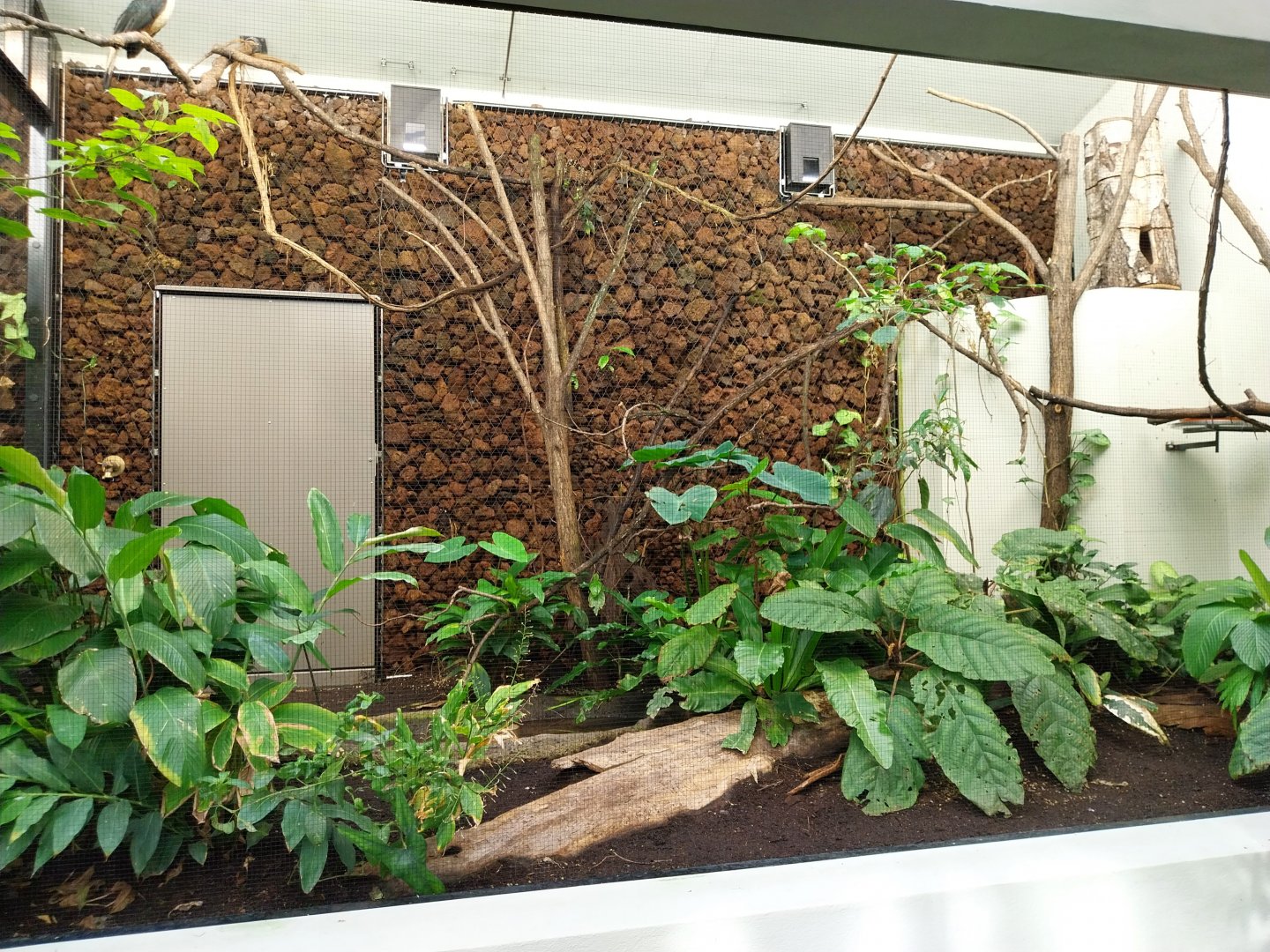 Birdhouse - Main hall - Visayan hornbill aviary