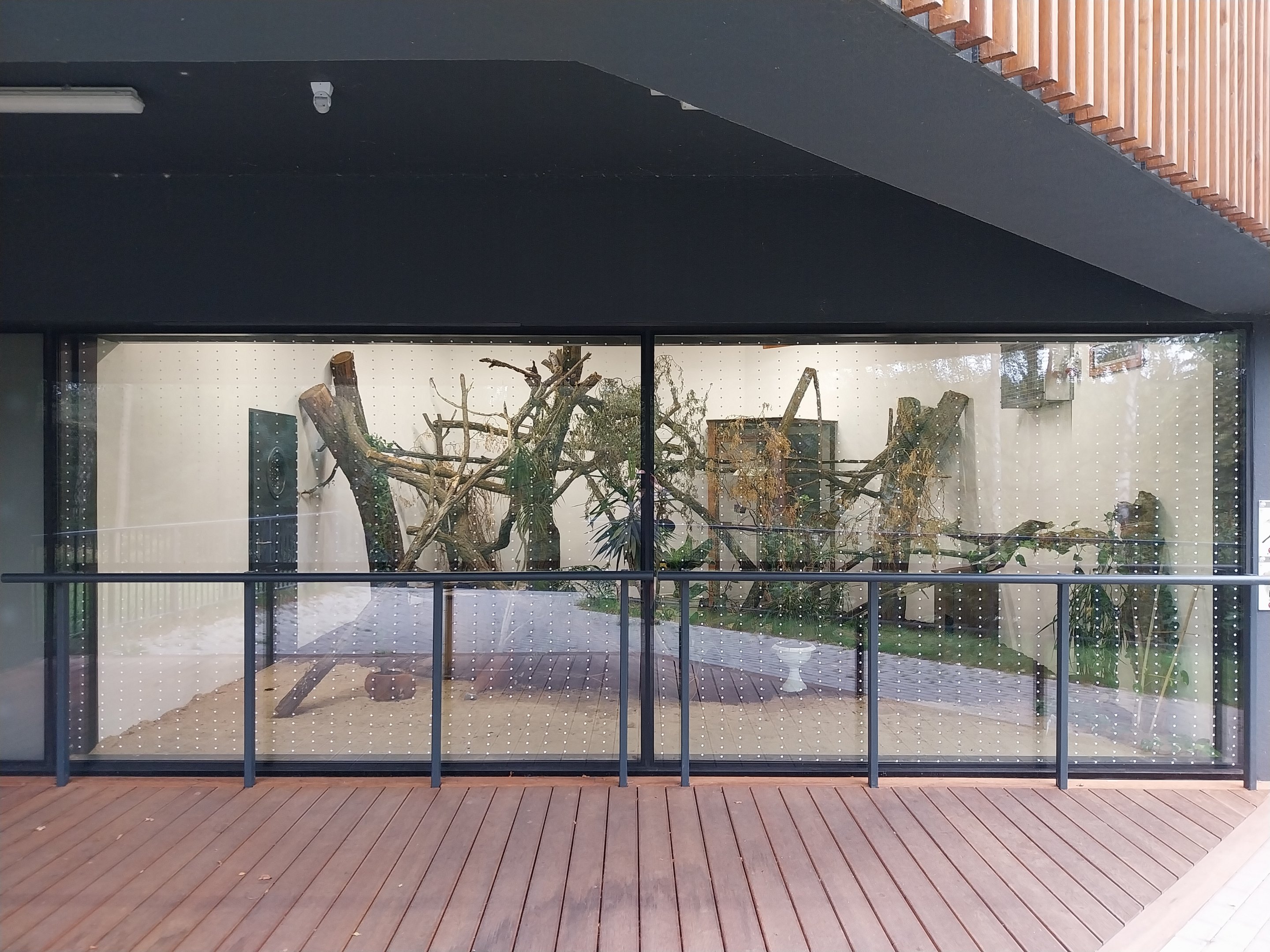 Birdhouse - Montserrat Oriole (Icterus oberi) and Crested Partridge (Rollulus roulroul)