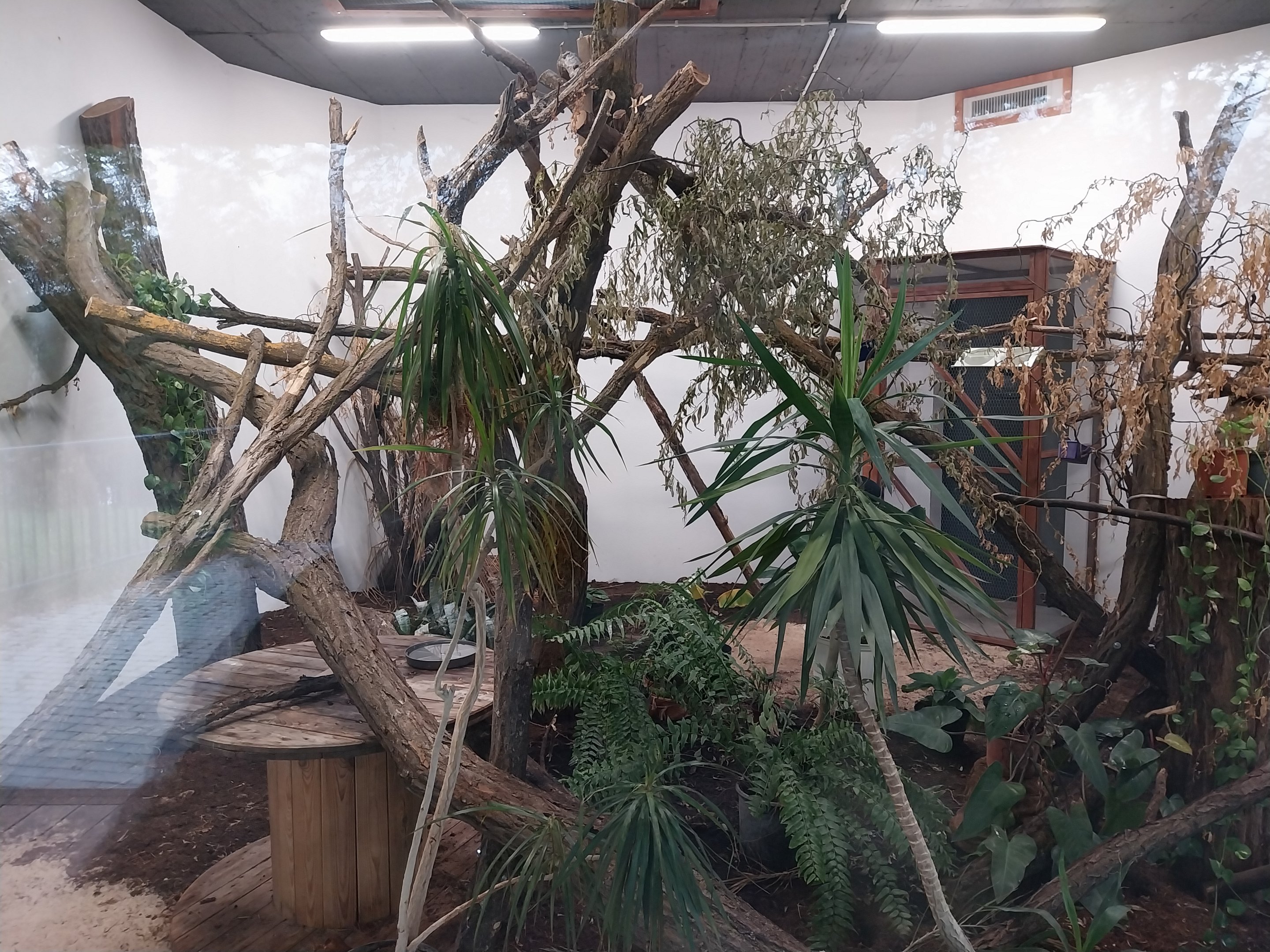 Birdhouse - Montserrat Oriole (Icterus oberi) and Crested Partridge (Rollulus roulroul)