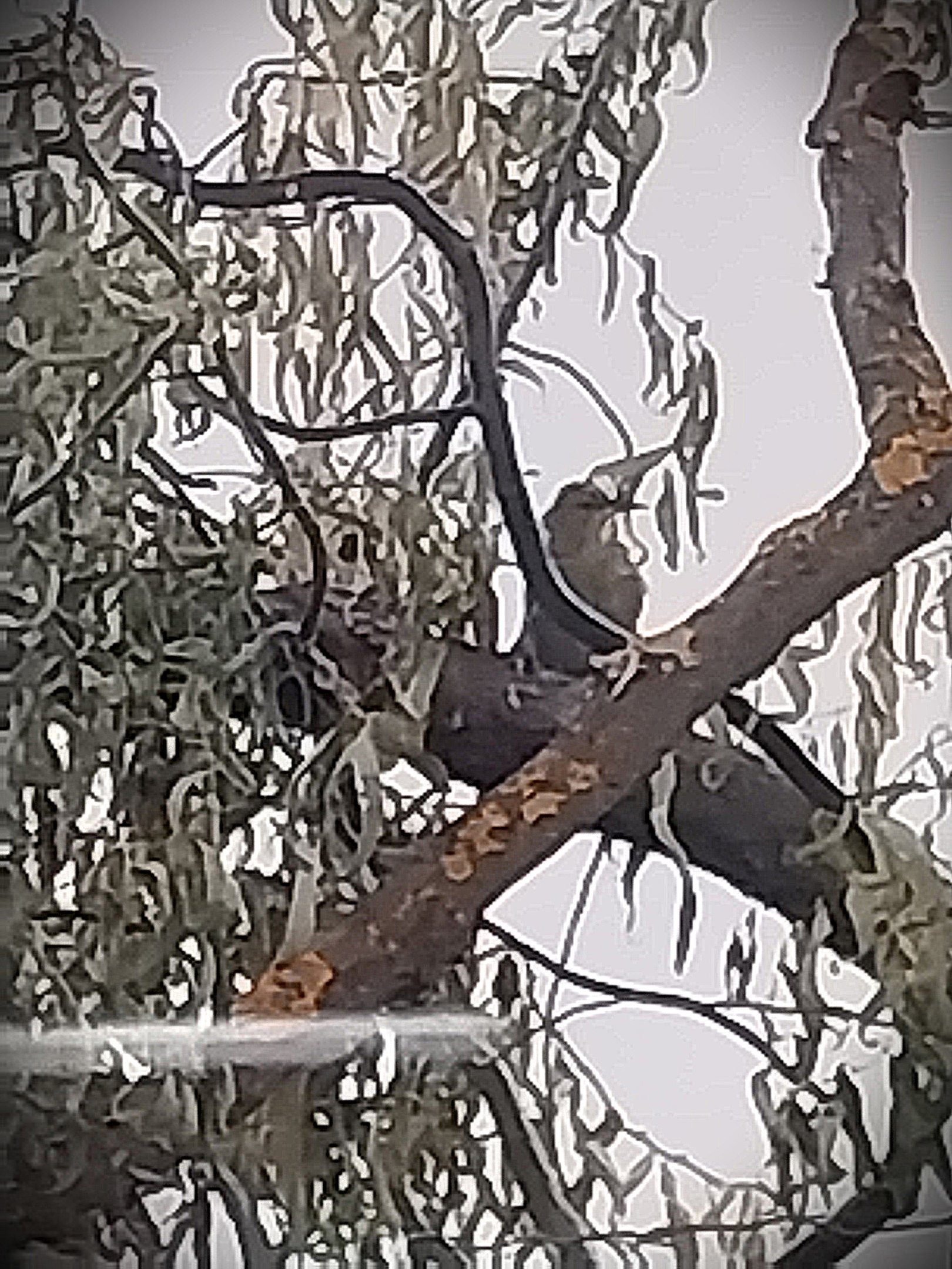Birdhouse - Montserrat Oriole (Icterus oberi) (female)