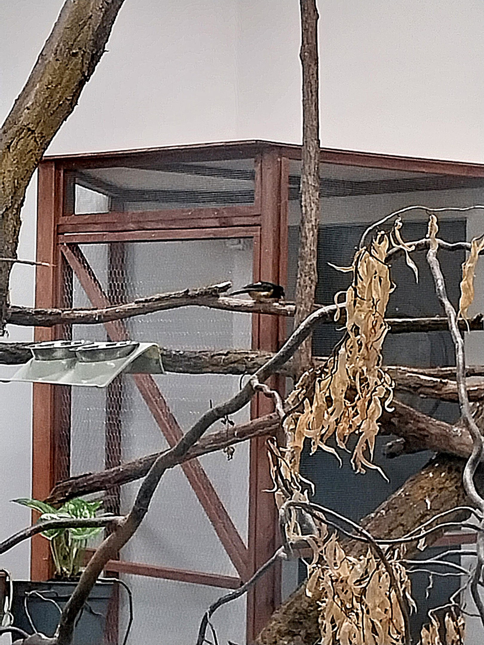 Birdhouse - Montserrat Oriole (Icterus oberi) (male)