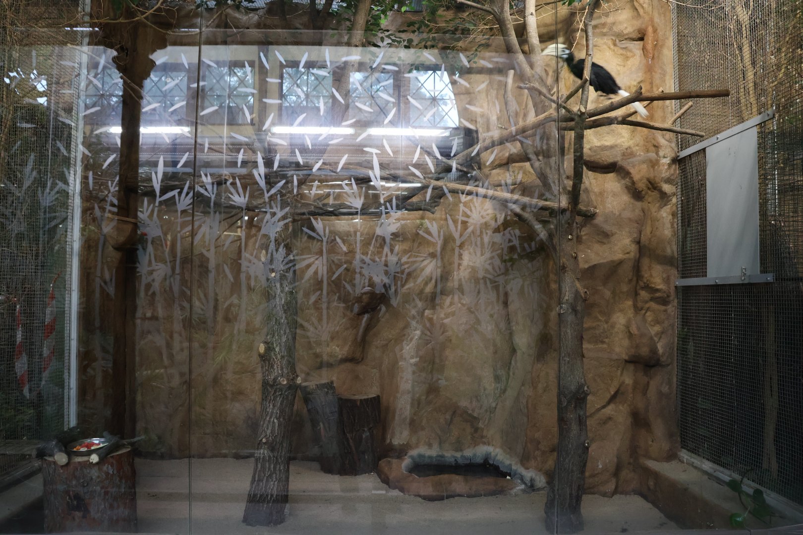 Birdhouse - Palawan hornbill (Anthracoceros marchei)