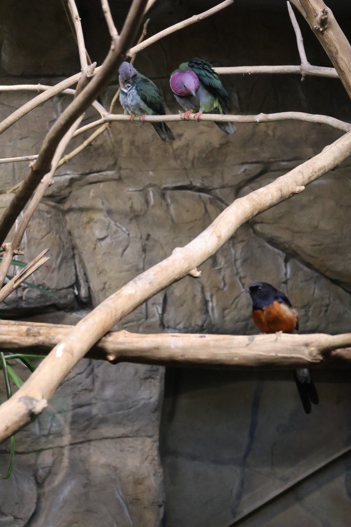 Birdhouse - Pink-headed fruit-dove (Ptilinopus porphyreus) and White-rumped Shama (Copsychys malabaricus)