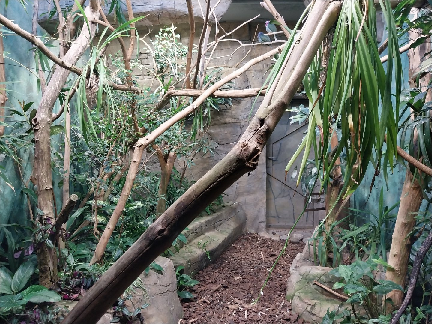 Birdhouse - Pink-headed fruit-dove (Ptilinopus porphyreus) aviary