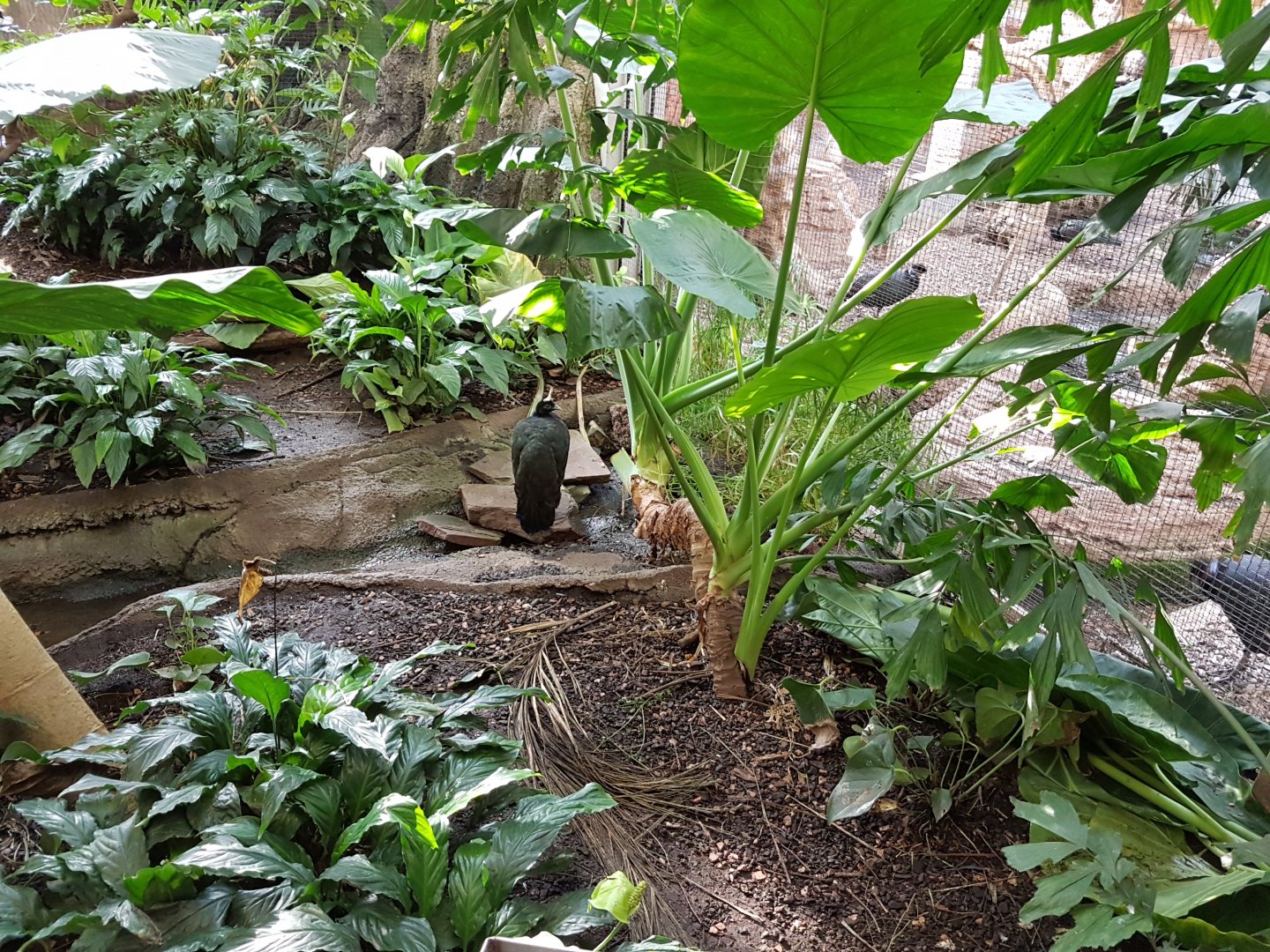 Birdhouse - Rainforest - Congo Peacock