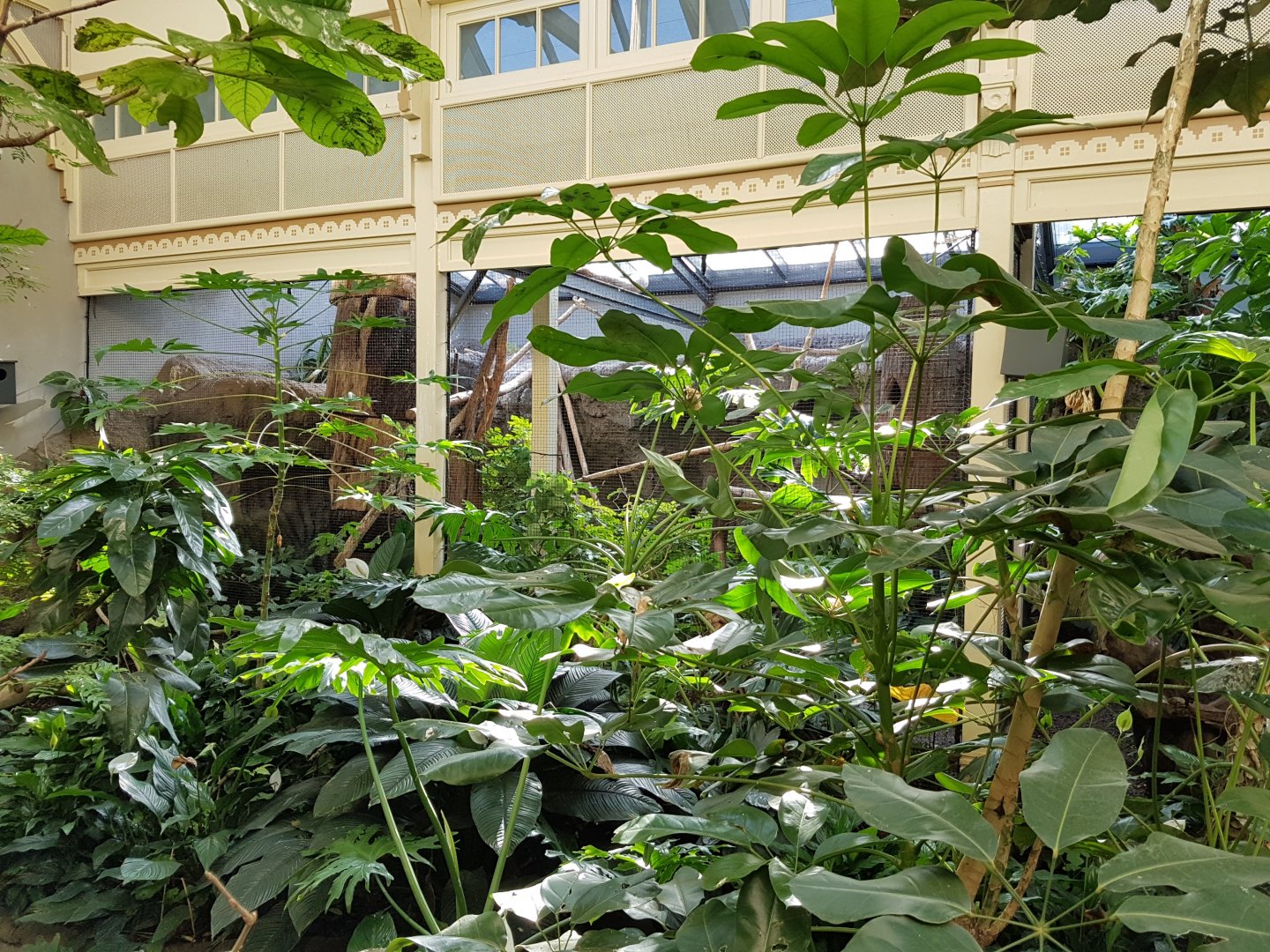 Birdhouse - Rainforest - Hornbill Aviary