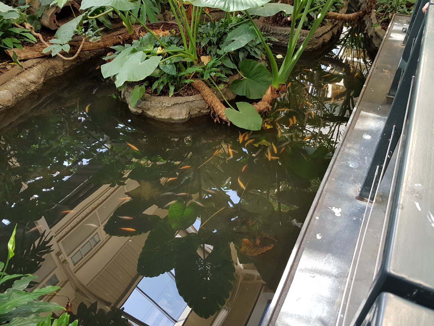 Birdhouse - Rainforest