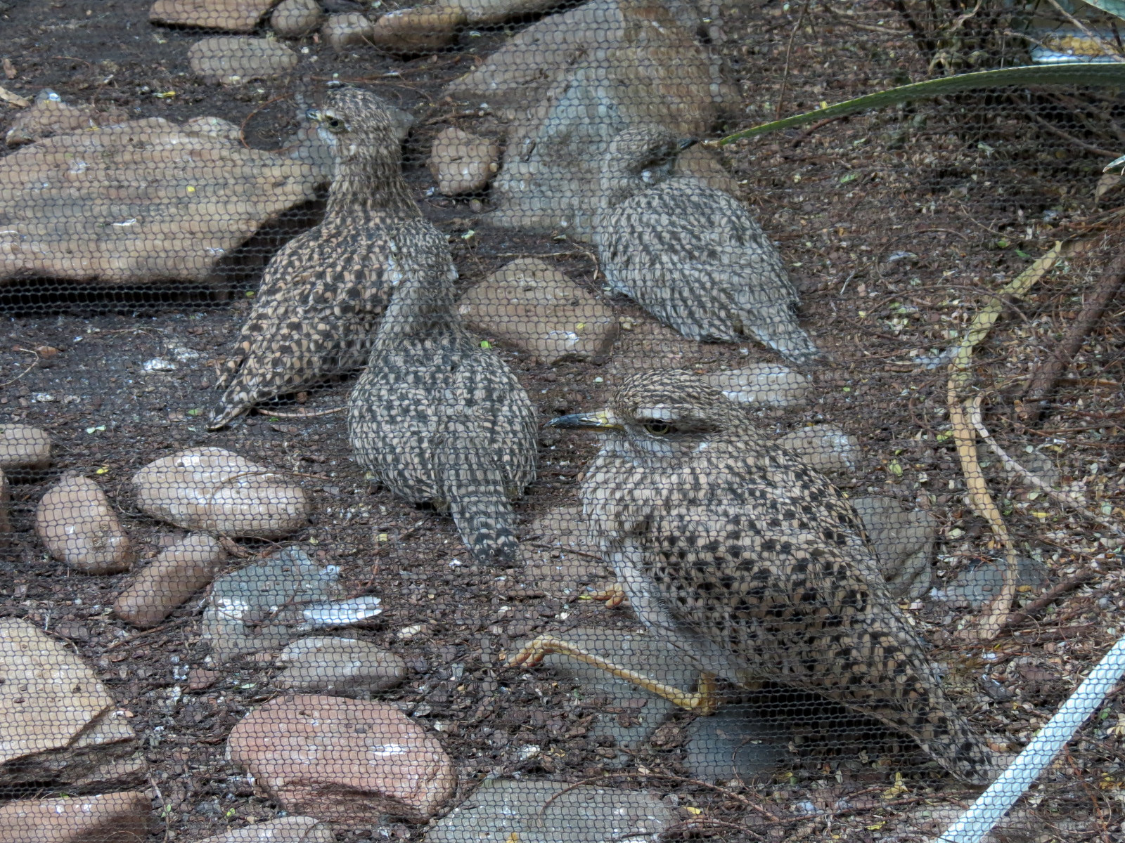 Birdhouse - Savanna Camp - African Birds Exhibit - Spotted Dikkop