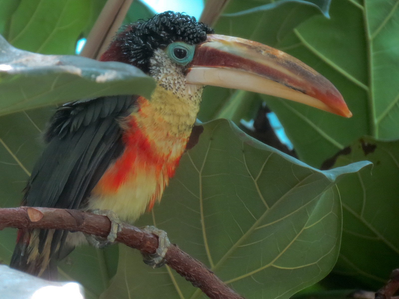 Birdhouse - Savanna Camp - South American Birds Exhibit - Curl-crested Aracari