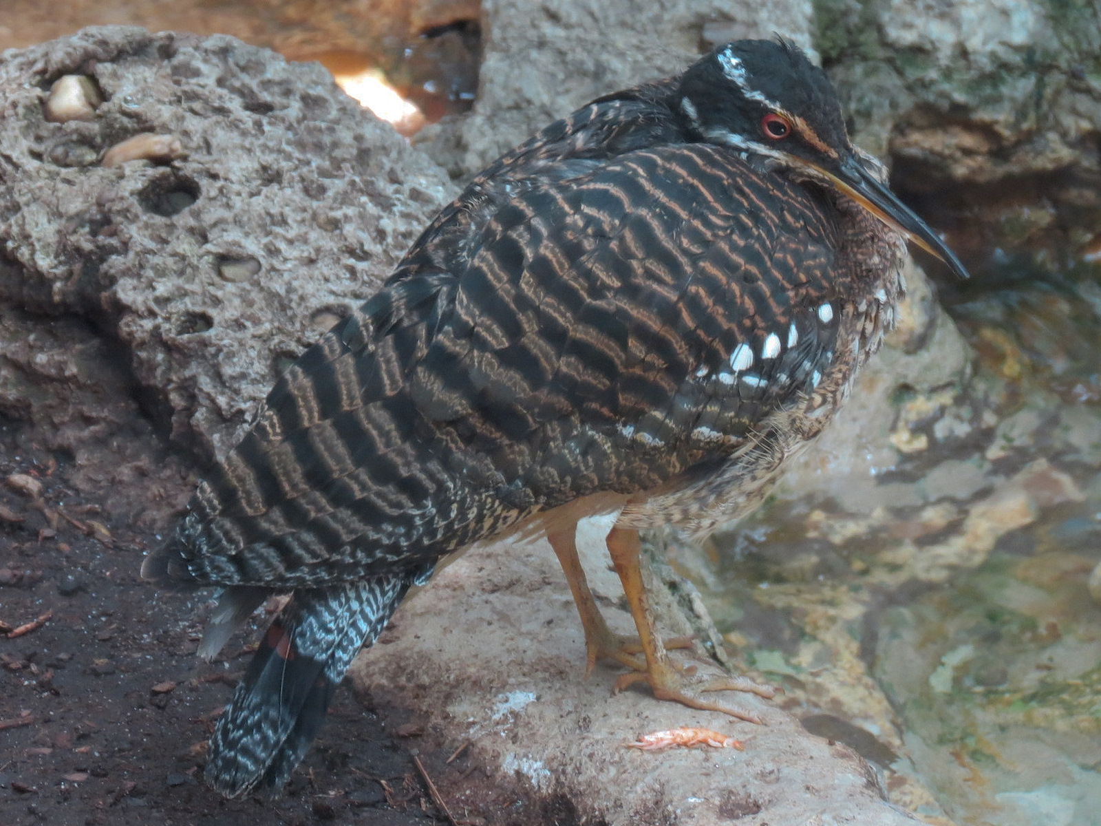 Birdhouse - Savanna Camp - South American Birds Exhibit - Sun Bittern
