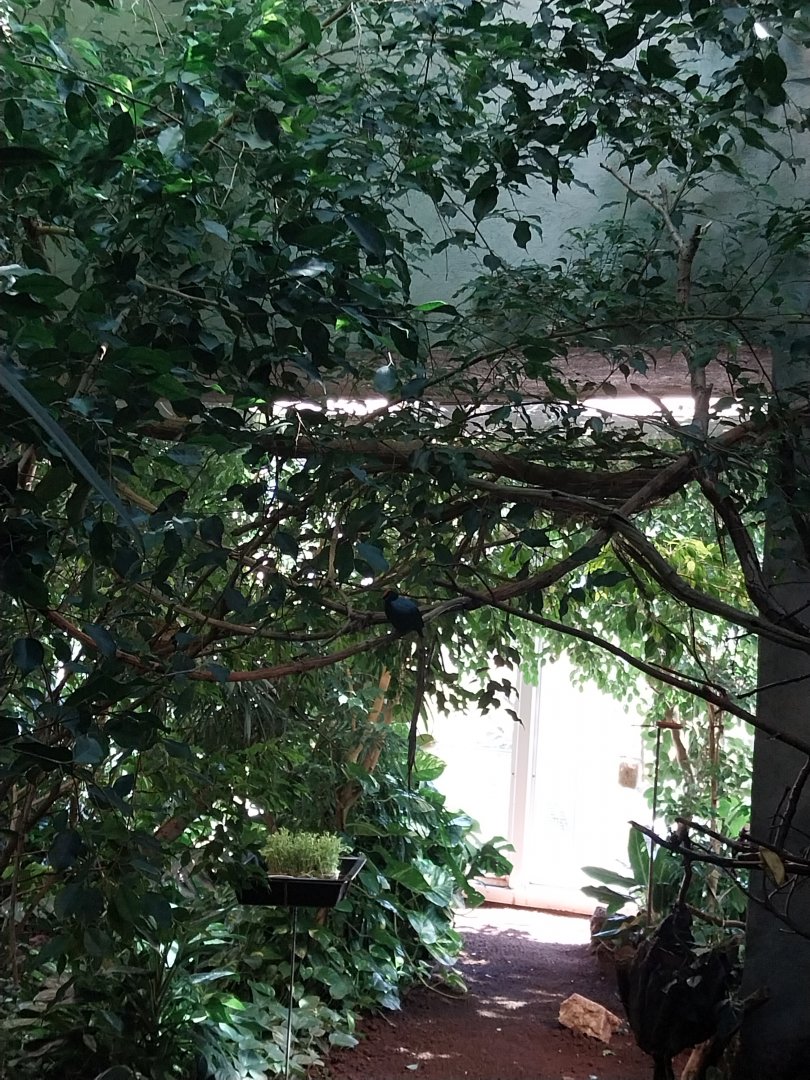 Birdhouse - Southamerican rainforest - Blue-backed manakin (Chiroxiphia pareola)