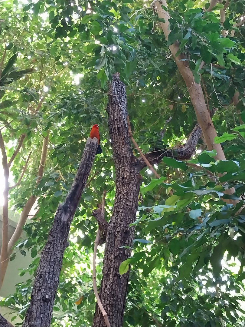 Birdhouse - Southamerican rainforest - Brazilian tanager (Ramphocelus bresilia)
