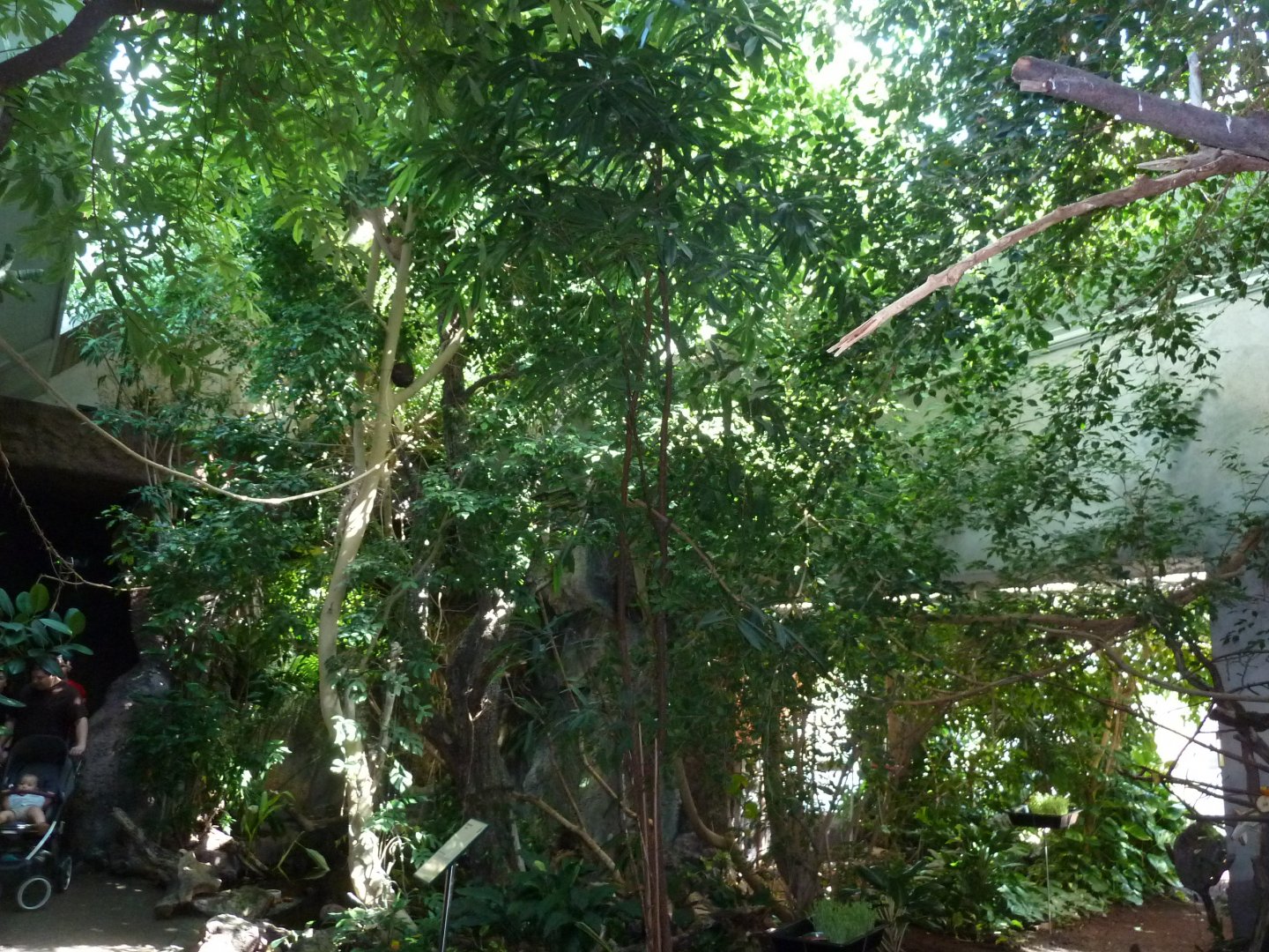 Birdhouse - Southamerican rainforest - General view