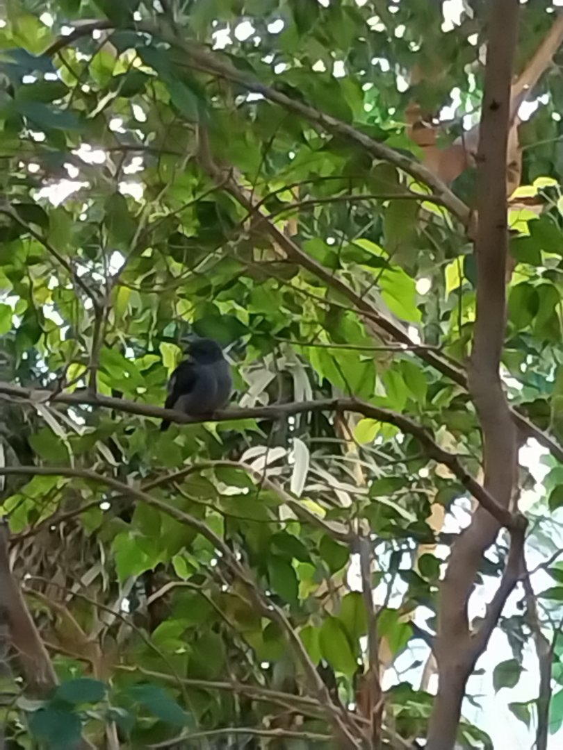 Birdhouse - Southamerican rainforest - Green-mantled tanager (Rauenia darwinii)