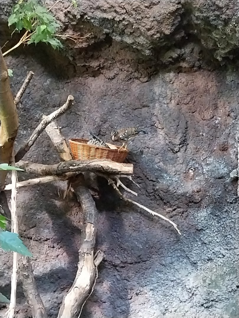 Birdhouse - Southamerican rainforest - Sunbittern (Eurypyga helias)