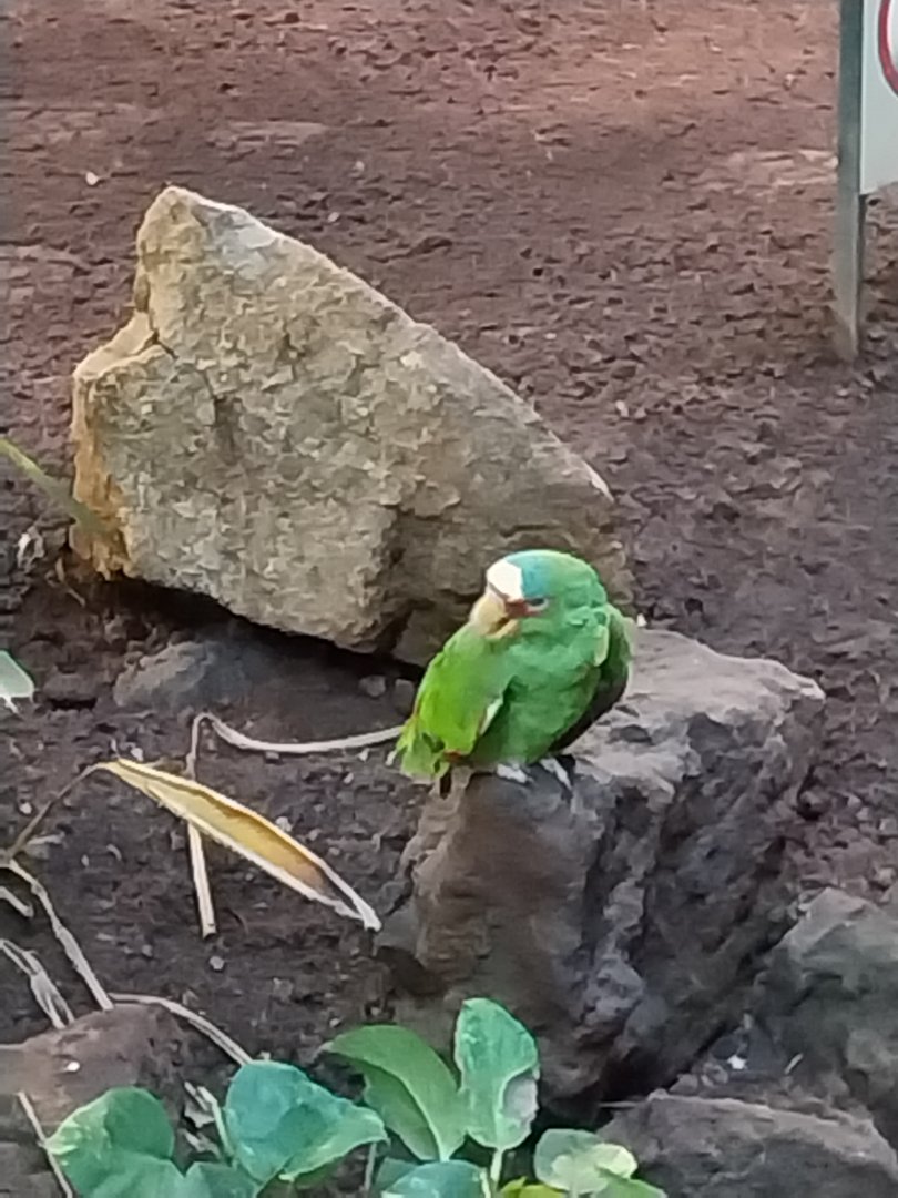 Birdhouse - Southamerican rainforest - White-fronted amazon (Amazona albifrons)