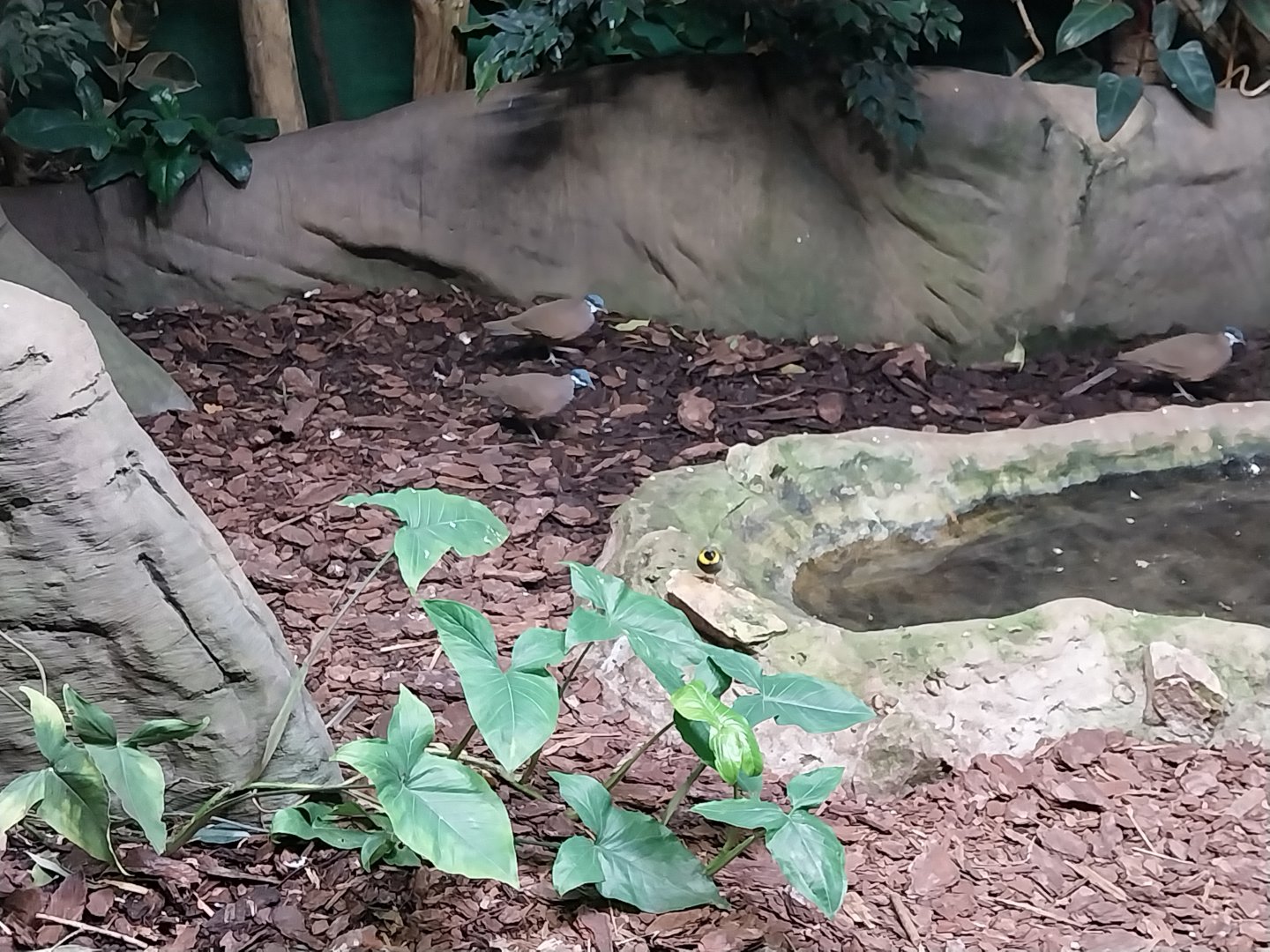 Birdhouse - Spangled Cotinga aviary - Blue-headed Quail Dove (Starnoenas cyanocephala)