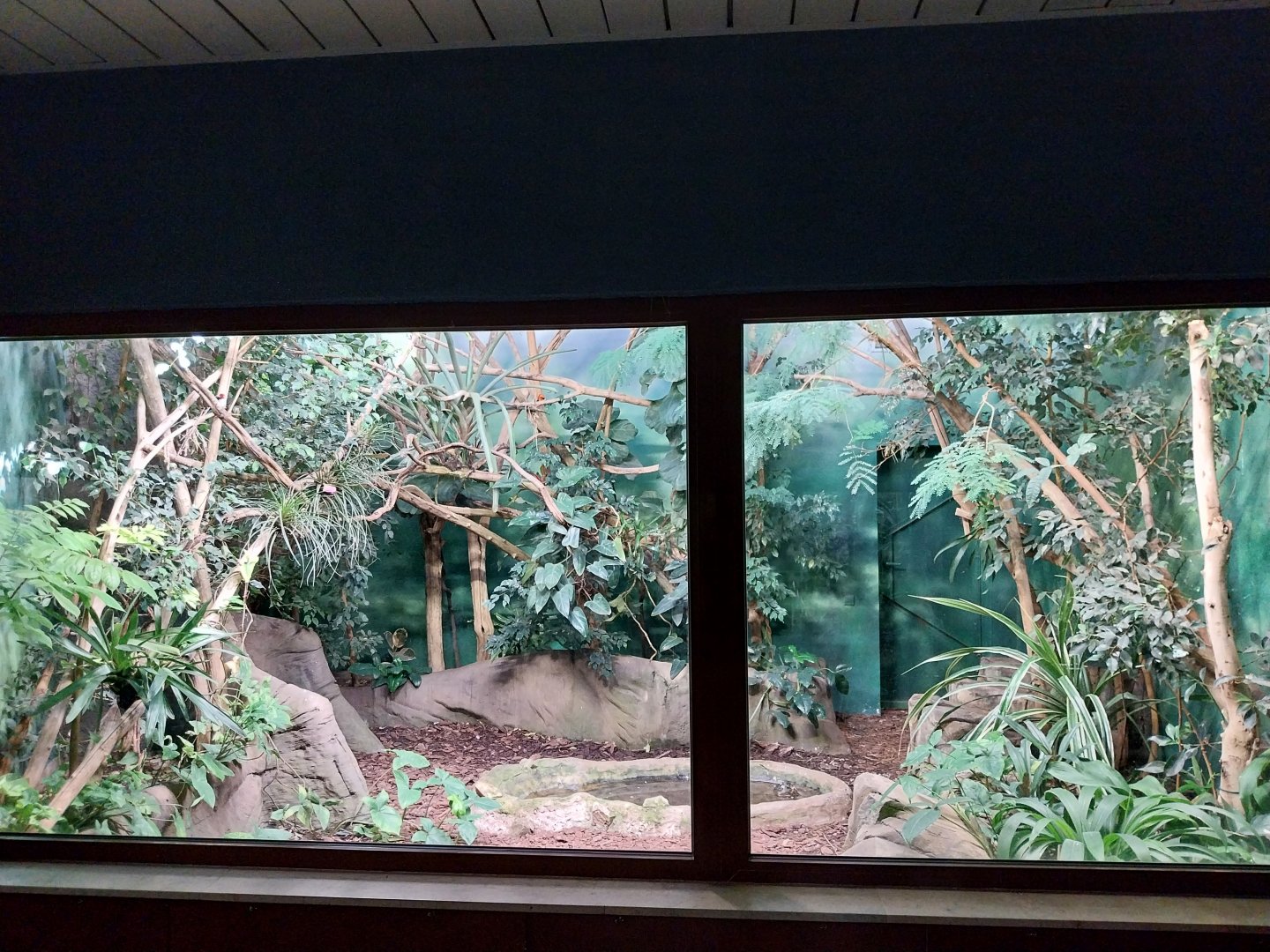 Birdhouse - Spangled Cotinga aviary