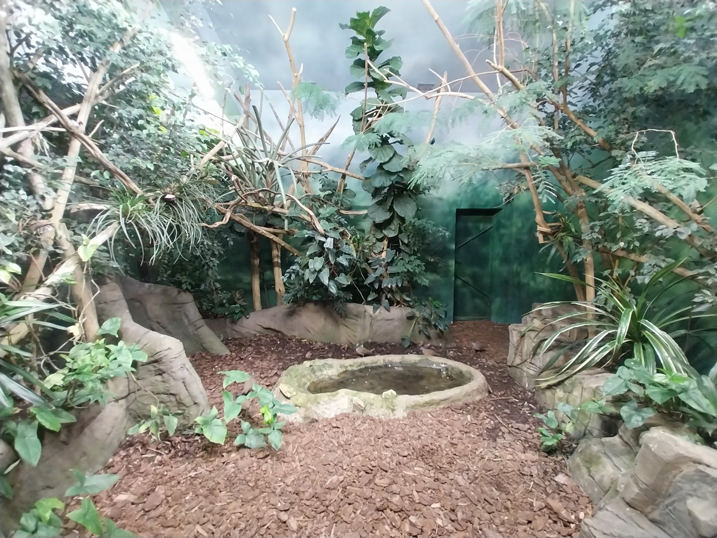 Birdhouse - Spangled Cotinga aviary