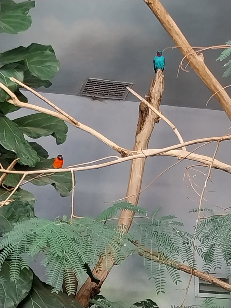 Birdhouse- Spangled Cotinga aviary