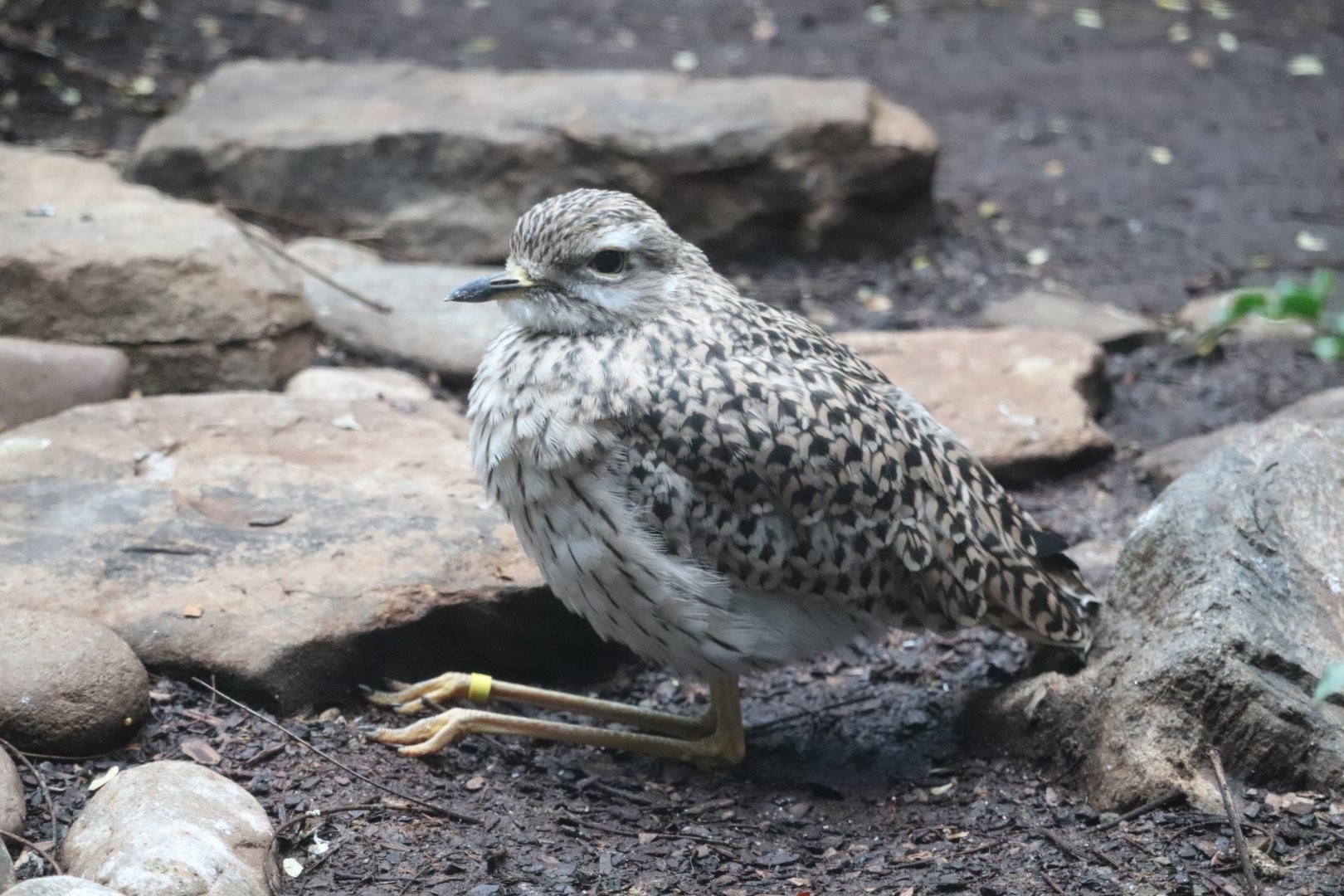 Birdhouse - Spotted Dikkop