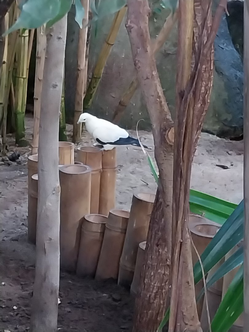 Birdhouse - Tropical Rainforest walk-through - Pied Imperial Pigeon (Ducula bicolor)