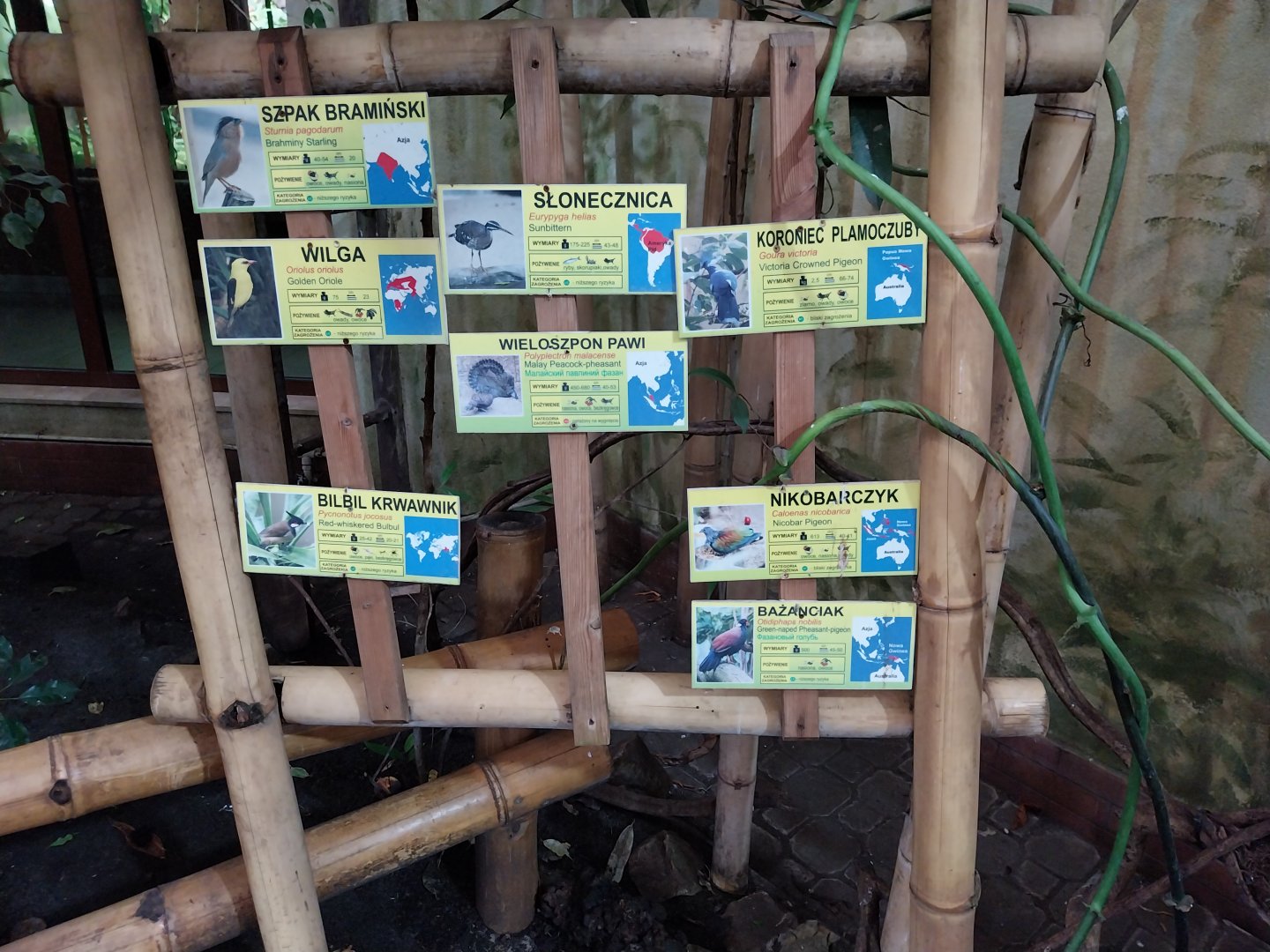 Birdhouse - Tropical Rainforest walk-through - species sign