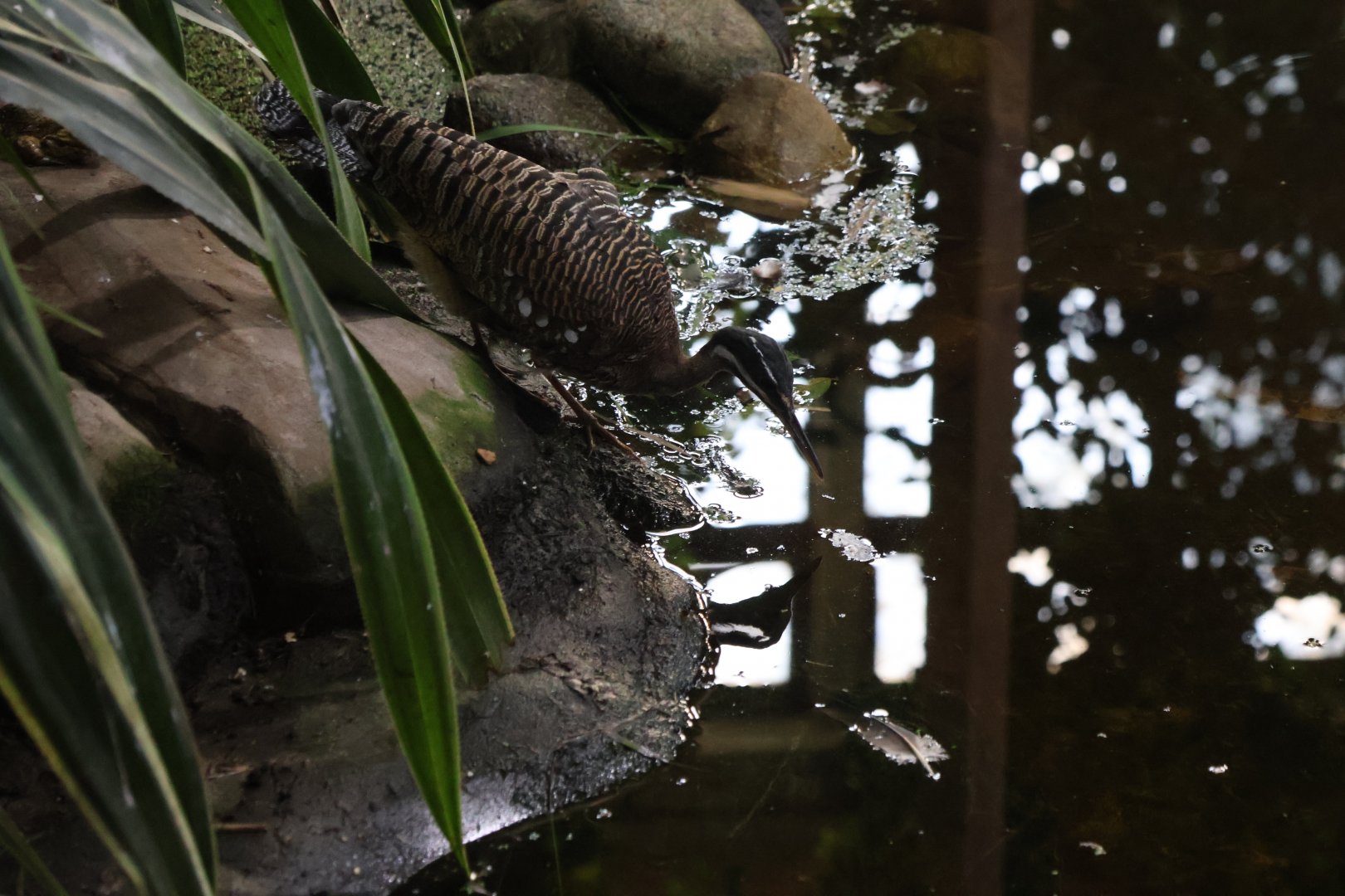 Birdhouse - Tropical Rainforest walk-through - Sunbittern (Eurypyga helias)