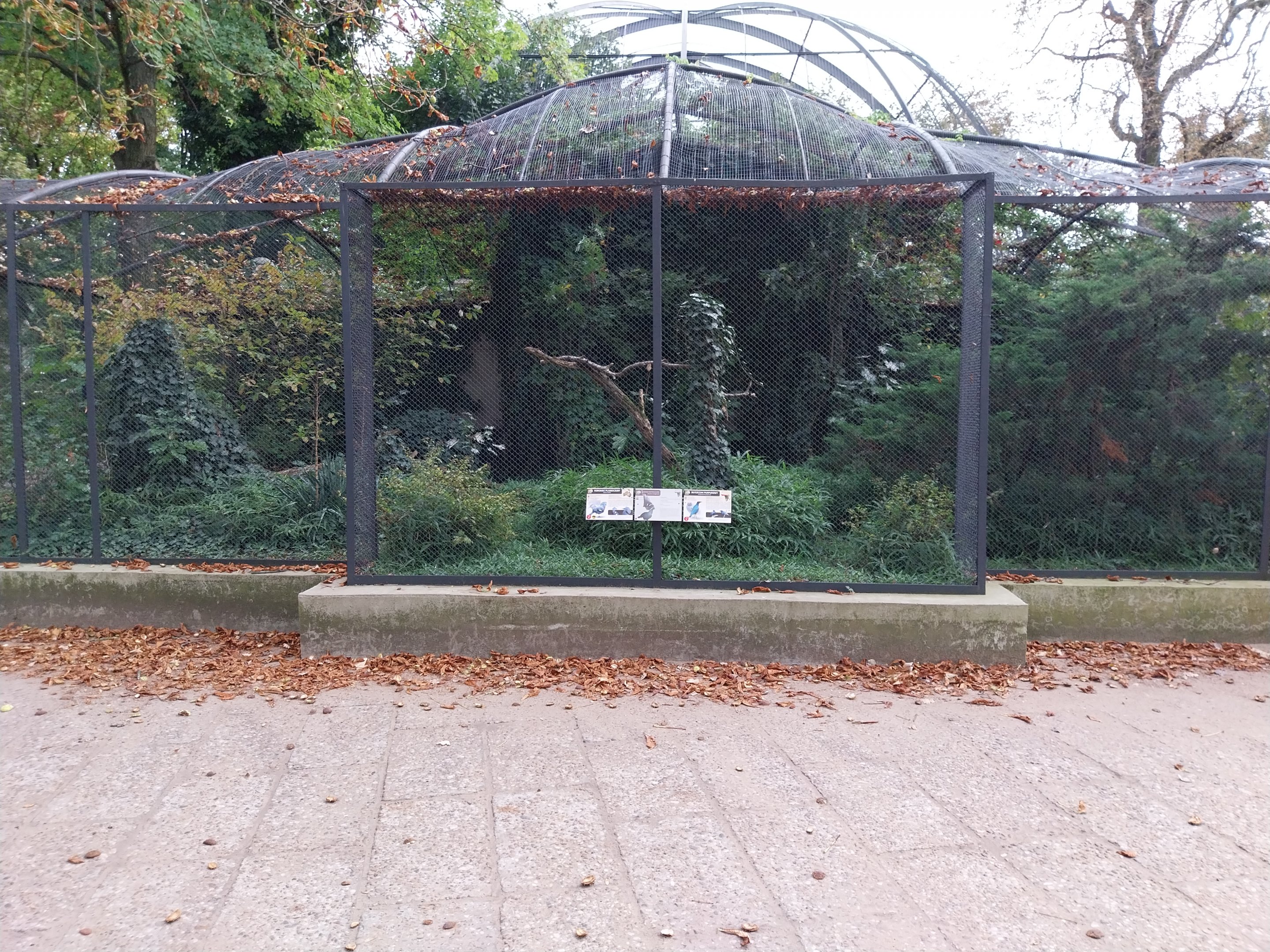 Birdhouse - Victoria Crowned-pigeon (Goura victoria)
