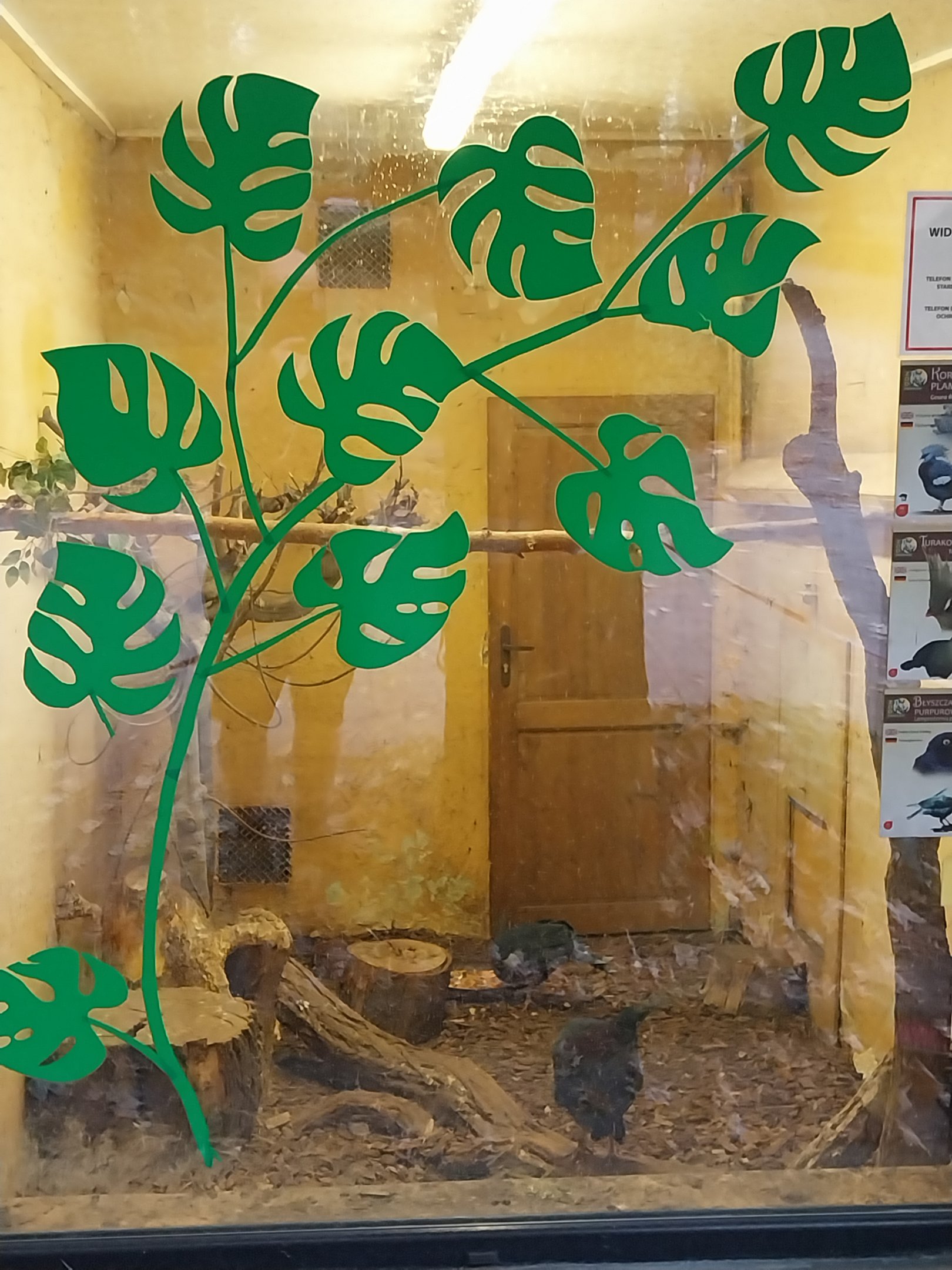 Birdhouse - Victoria Crowned-pigeon (Goura victoria)