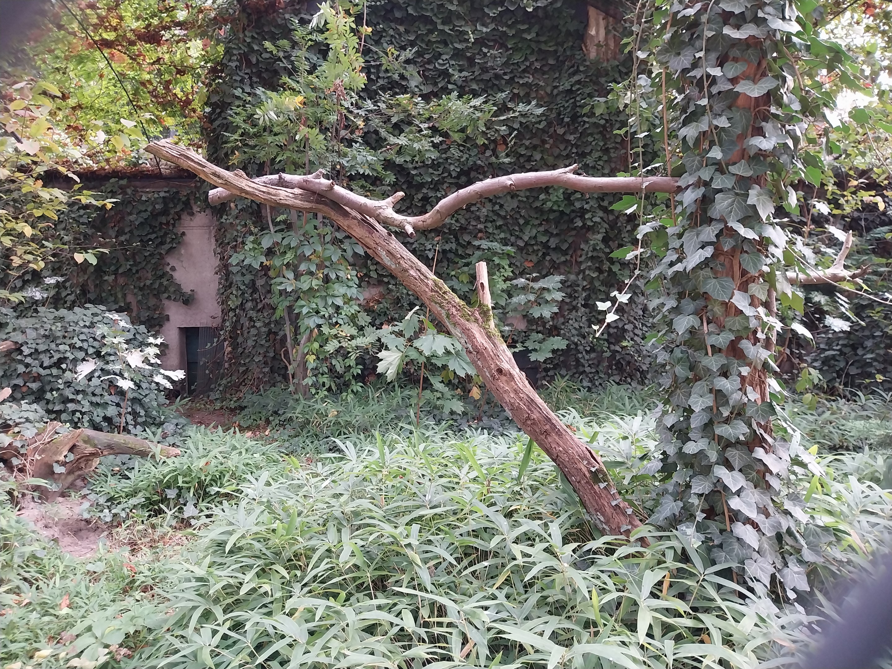 Birdhouse - Victoria Crowned-pigeon (Goura victoria)