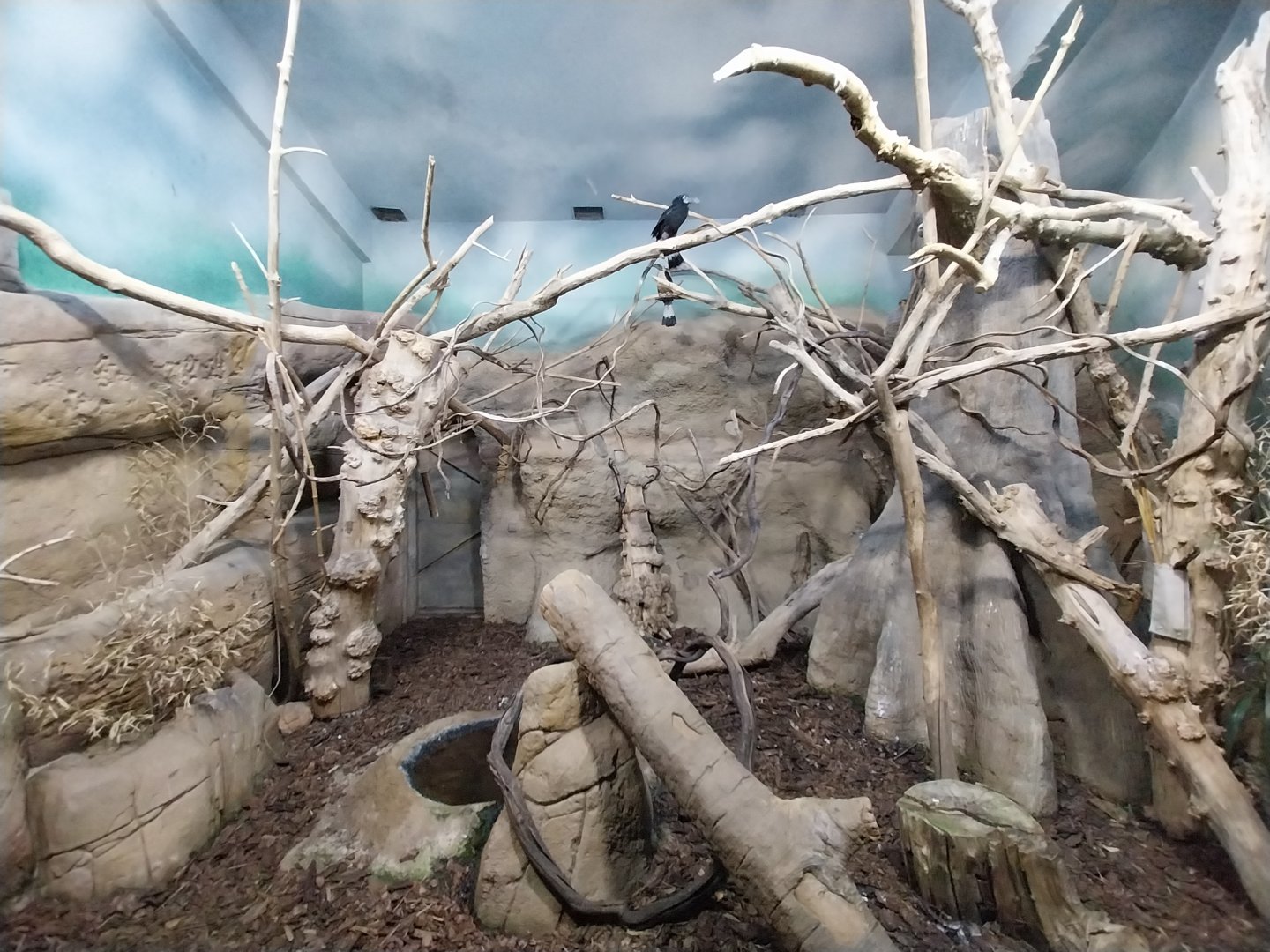 Birdhouse - Visayan Tarictic Hornbill (Penelopides panini panini) and Tataupa Tinamou (Crypturellus tataupa) aviary