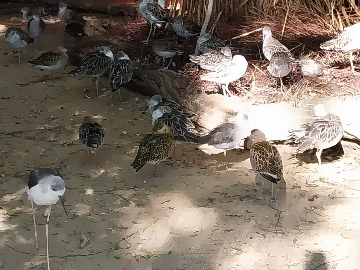 Birdhouse - Wading bird aviary - Eurasian Golden Plover (Pluvialis apricaria) and Ruff (Calidris pugnax)