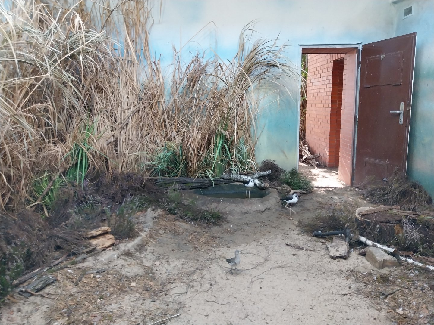 Birdhouse - Wading bird aviary