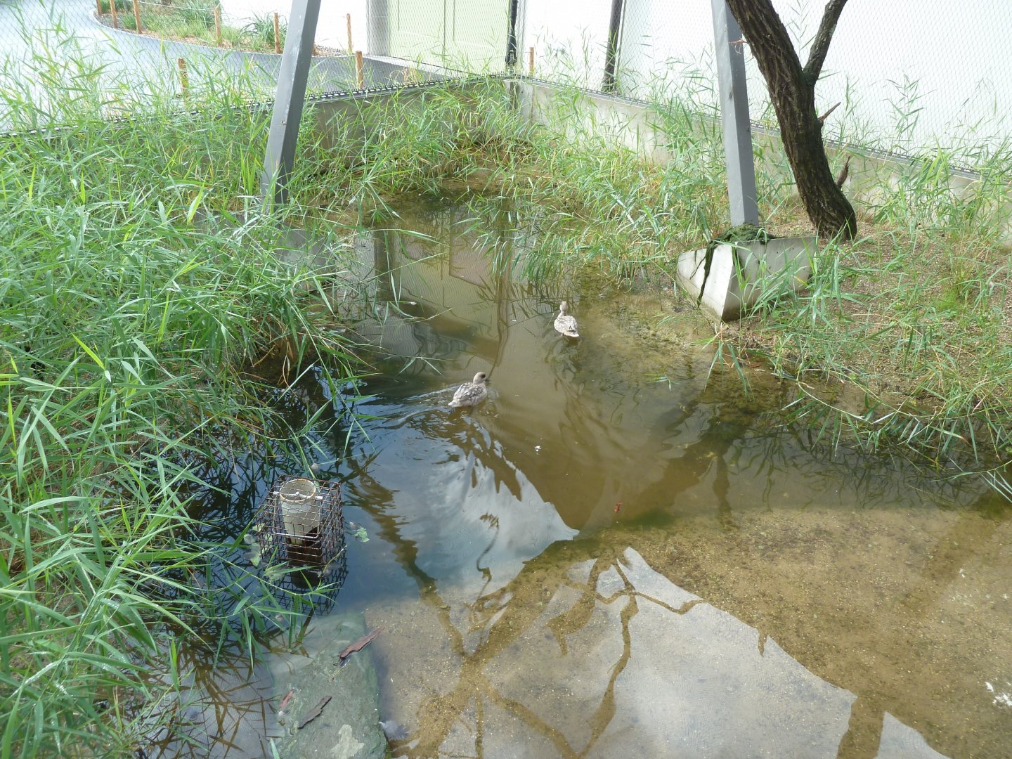 Birdhouse - Walk-through aviary - Marbled Duck (Marmaronetta angustirostris)