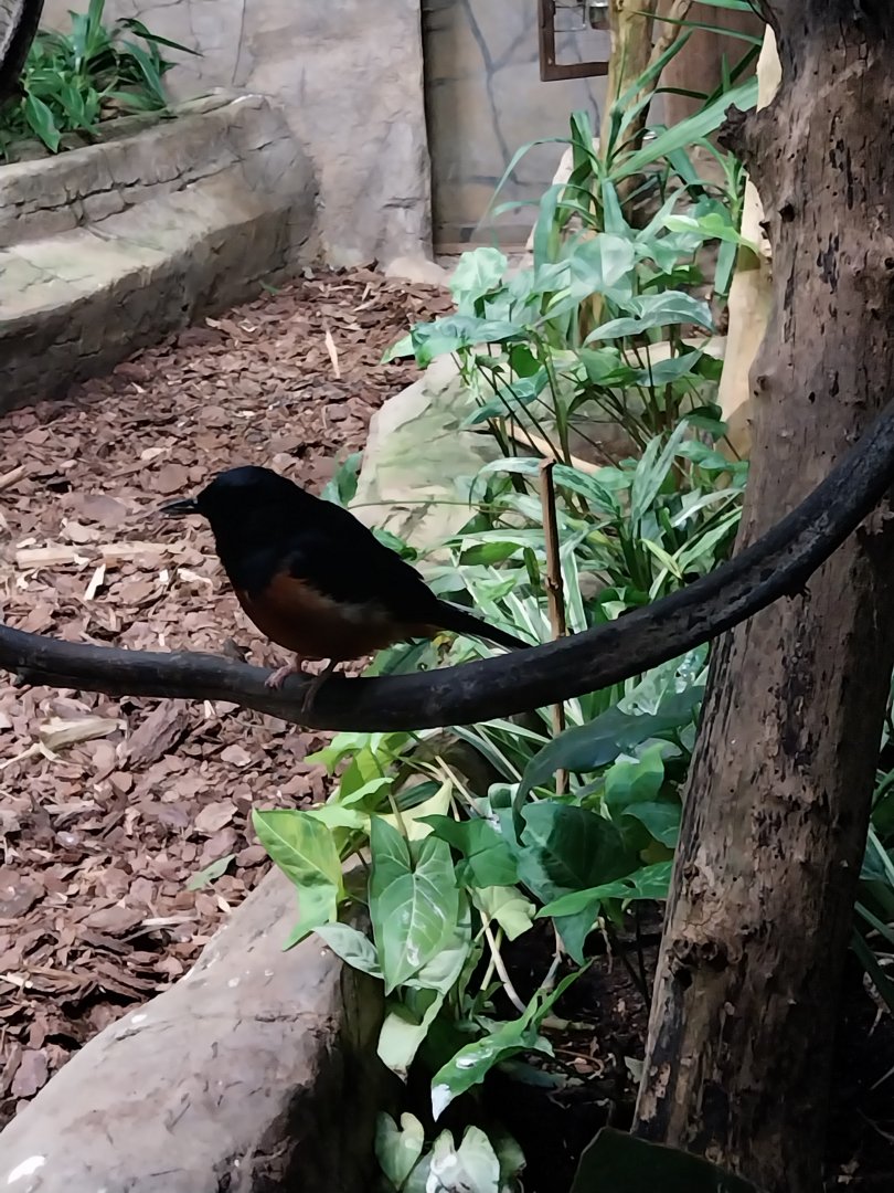 Birdhouse - White-rumped Shama (Copsychus malabaricus)