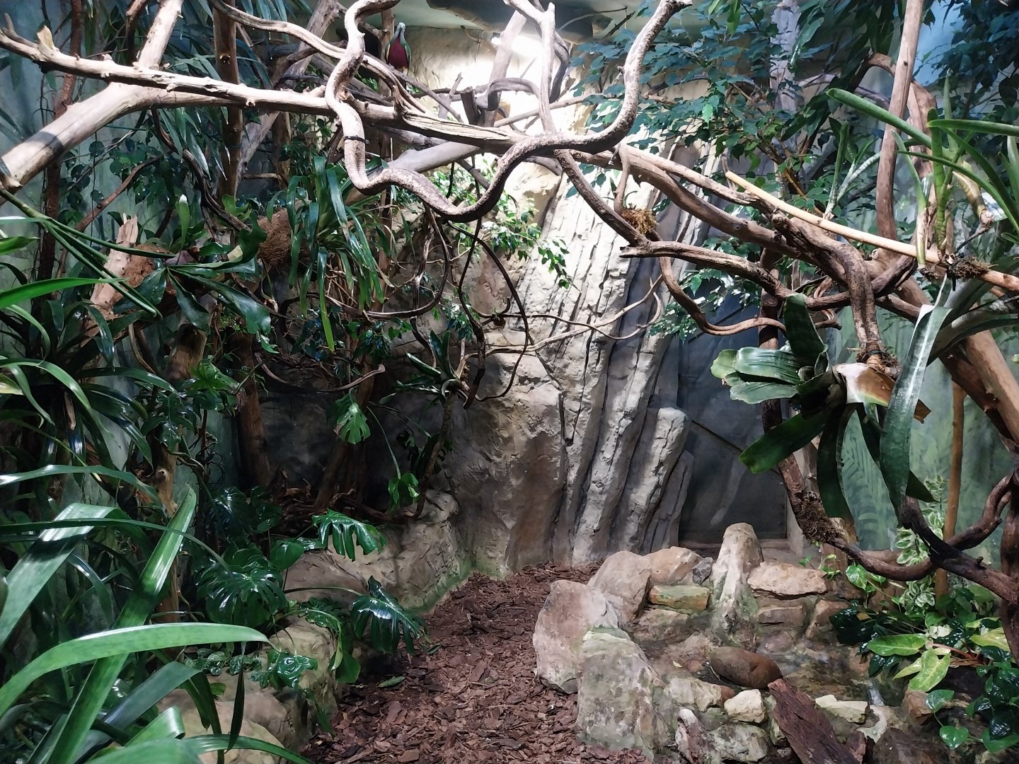 Birdhouse - Woompoo fruit-dove (Ptilinopus magnificus ) aviary