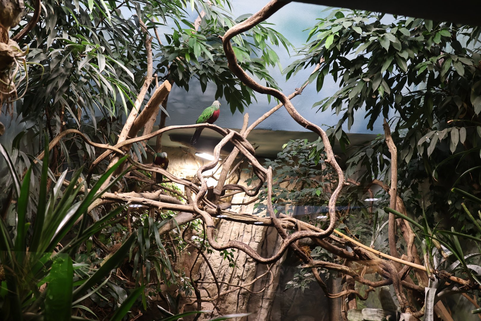 Birdhouse - Woompoo fruit-dove (Ptilinopus magnificus ) aviary