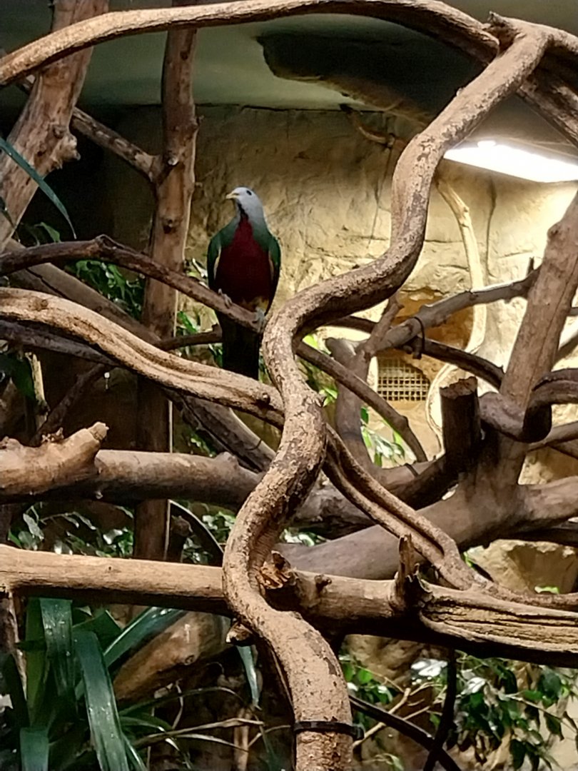 Birdhouse - Woompoo fruit-dove (Ptilinopus magnificus )